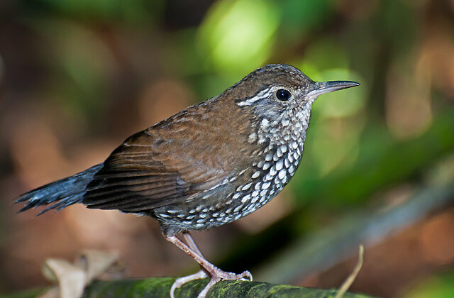 Sharp-tailed Streamcreeper