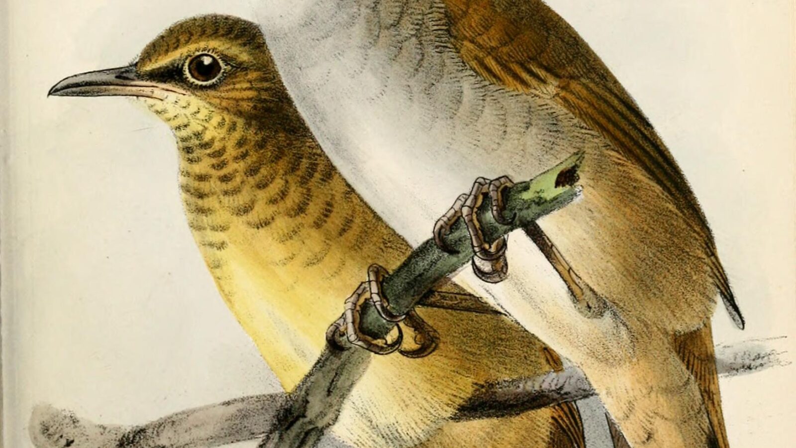 Gray’s Grasshopper Warbler