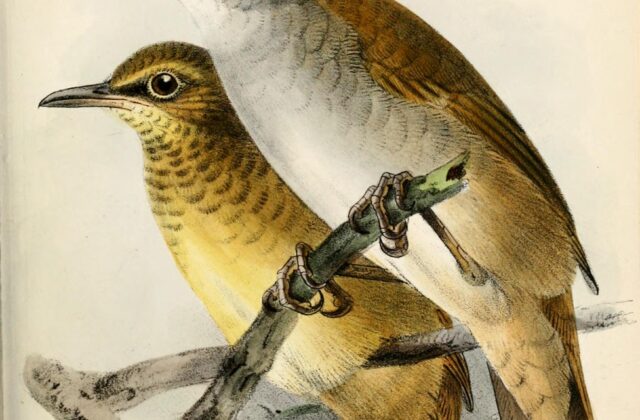 Gray’s Grasshopper Warbler