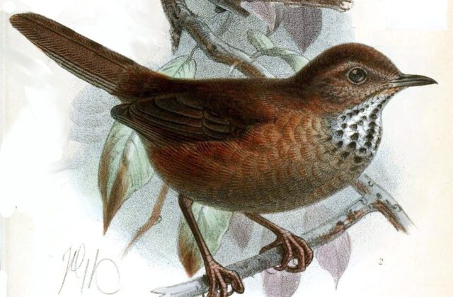 Friendly Bush Warbler