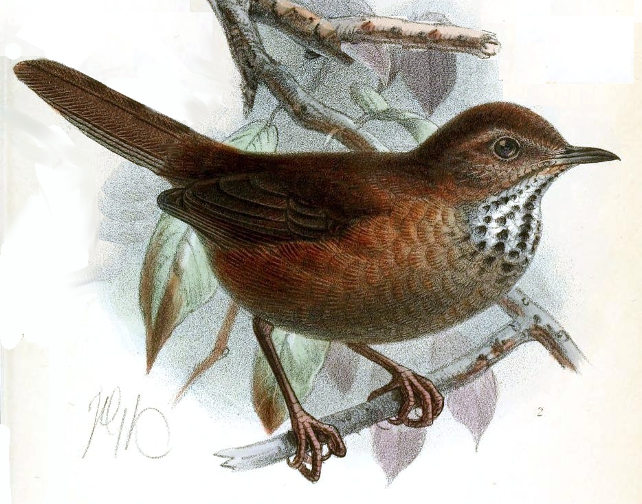 Friendly Bush Warbler