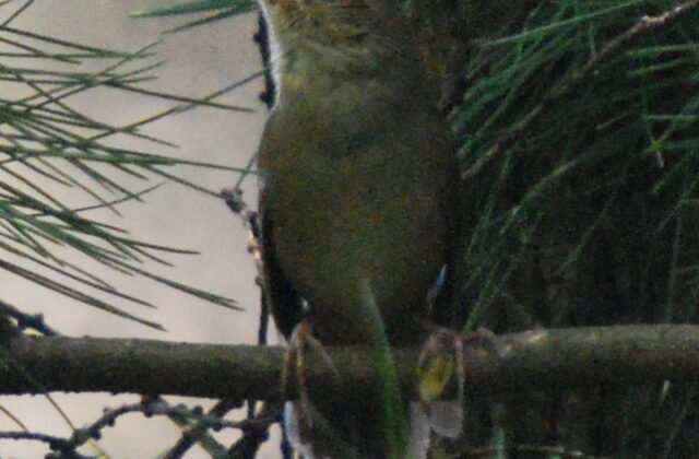 Sakhalin Grasshopper Warbler