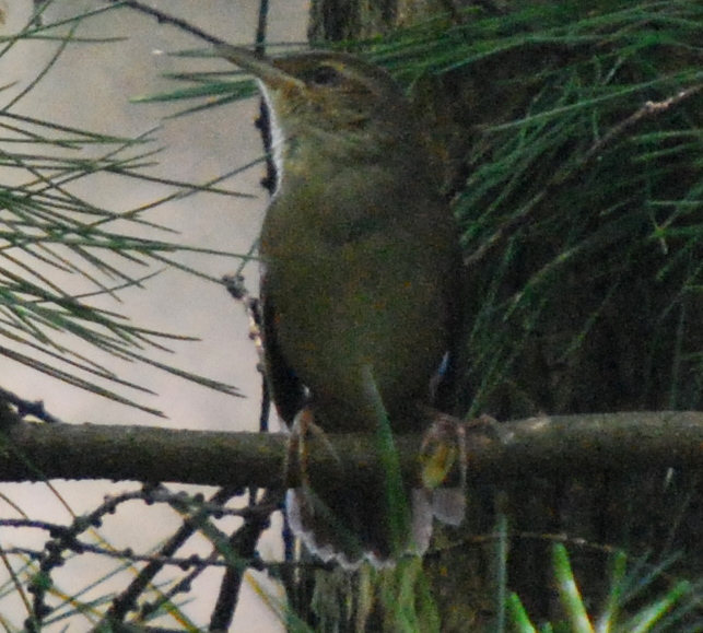 Sakhalin Grasshopper Warbler