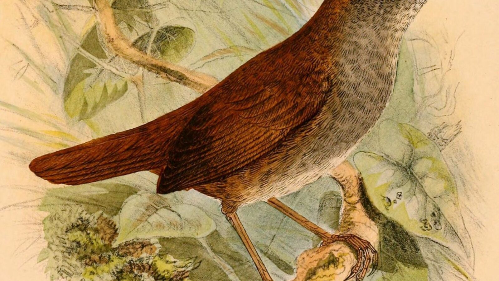 Seram Bush Warbler