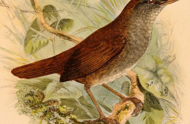 Seram Bush Warbler