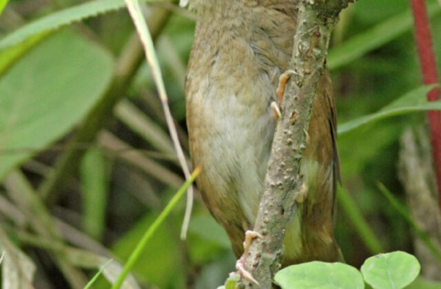 Sichuan Bush Warbler