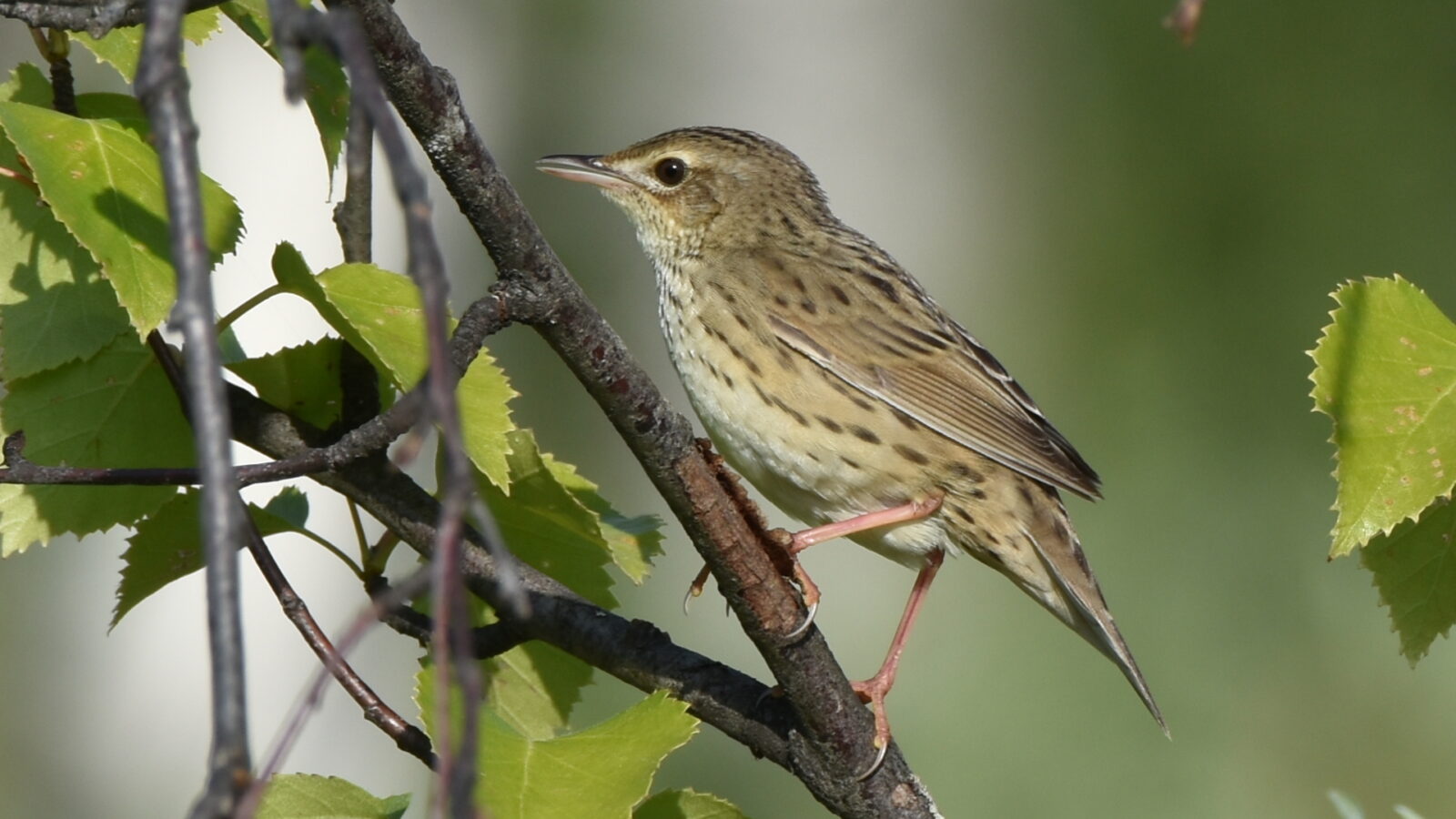 Lanceolated Warbler