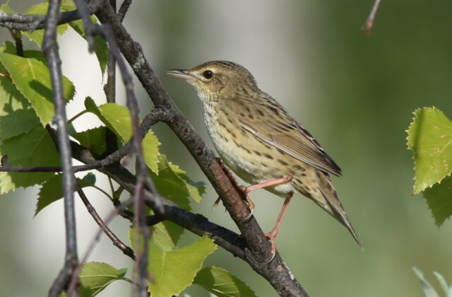 Lanceolated Warbler