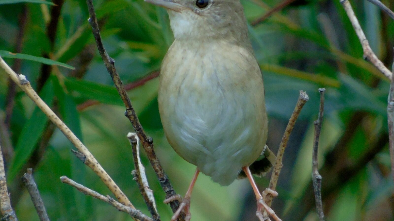 Chinese Bush Warbler