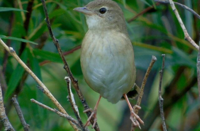 Chinese Bush Warbler