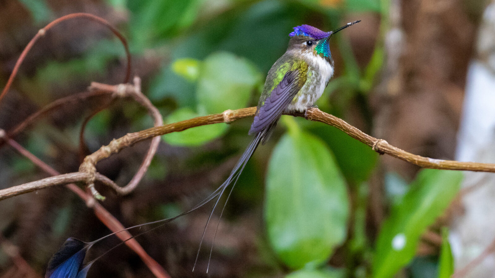 Marvelous Spatuletail