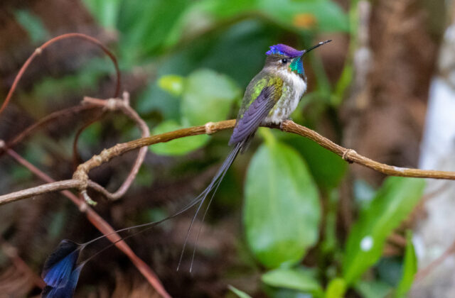 Marvelous Spatuletail