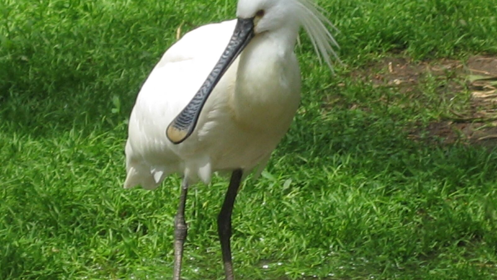 Eurasian Spoonbill