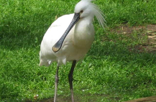 Eurasian Spoonbill
