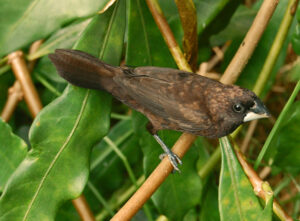 Dusky Munia