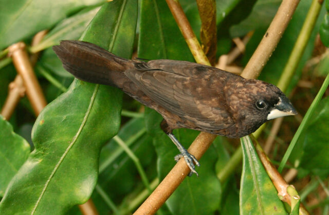Dusky Munia