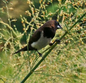 Javan Munia