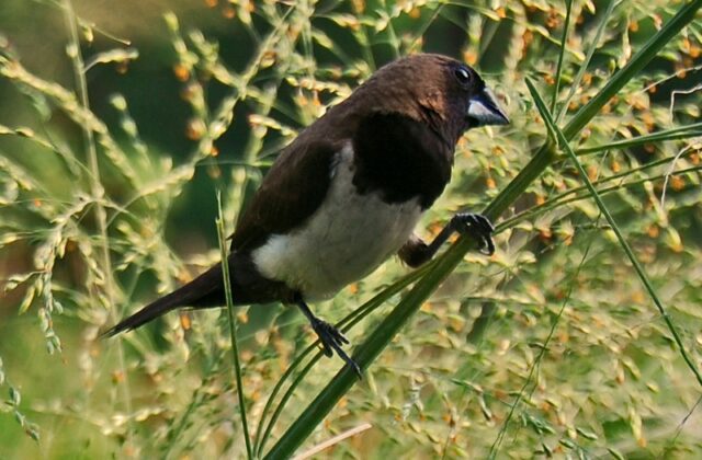 Javan Munia