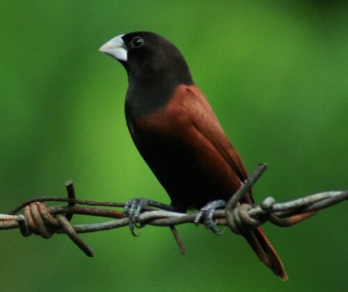 Chestnut Munia