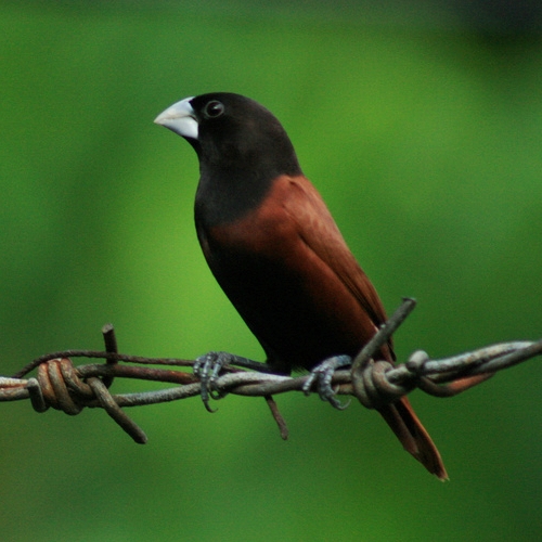 Chestnut Munia
