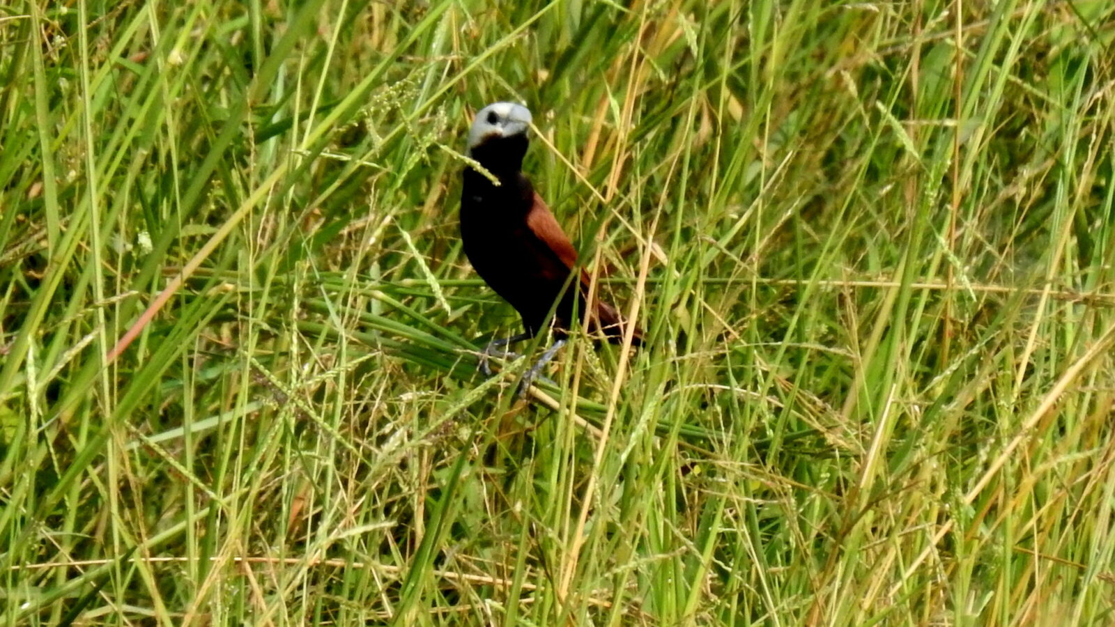 White-capped Munia