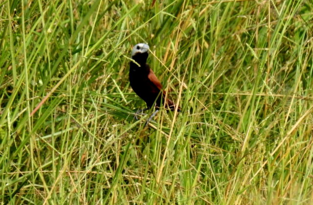 White-capped Munia
