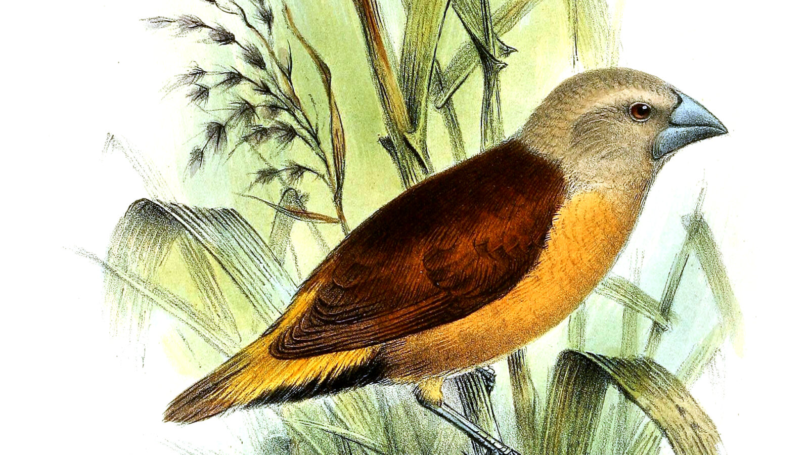 Yellow-rumped Mannikin