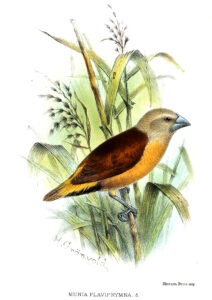 Yellow-rumped Mannikin