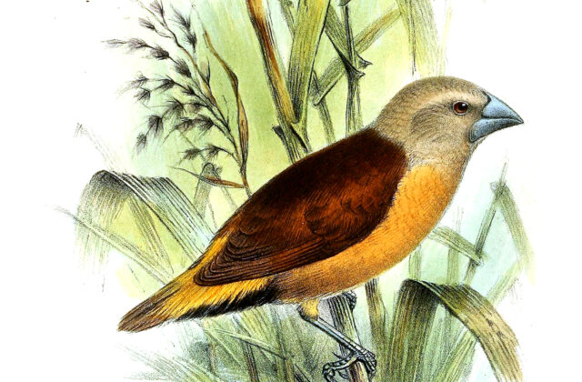 Yellow-rumped Mannikin