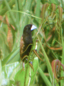 Great-billed Mannikin