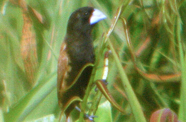 Great-billed Mannikin