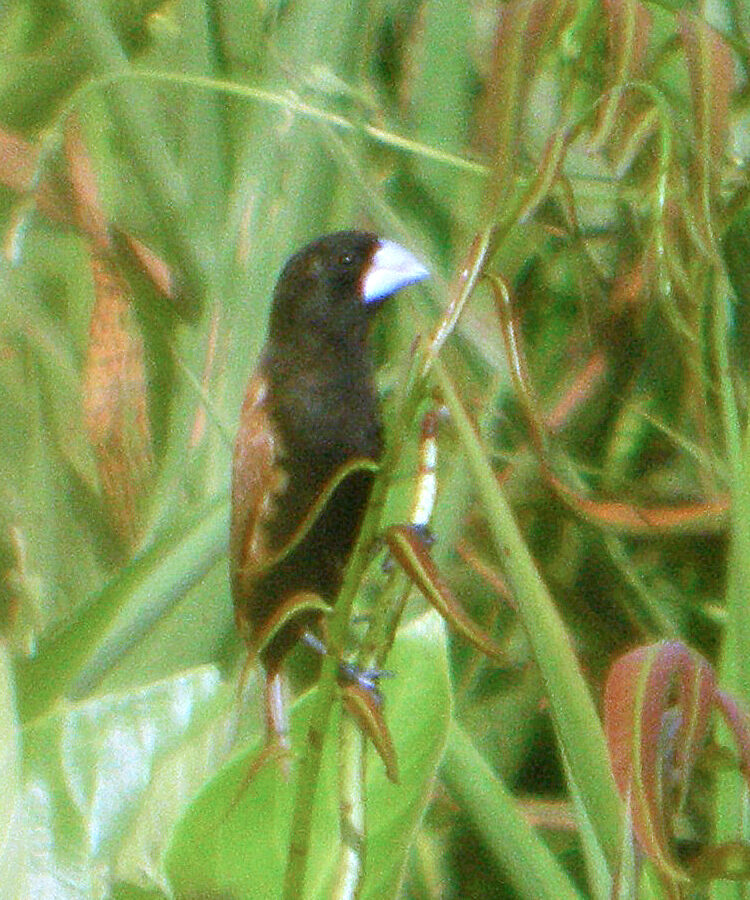 Great-billed Mannikin