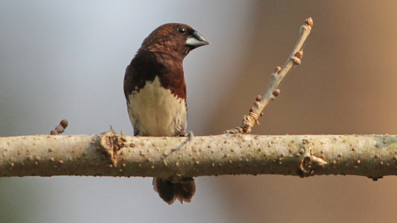 White-bellied Munia