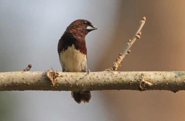White-bellied Munia