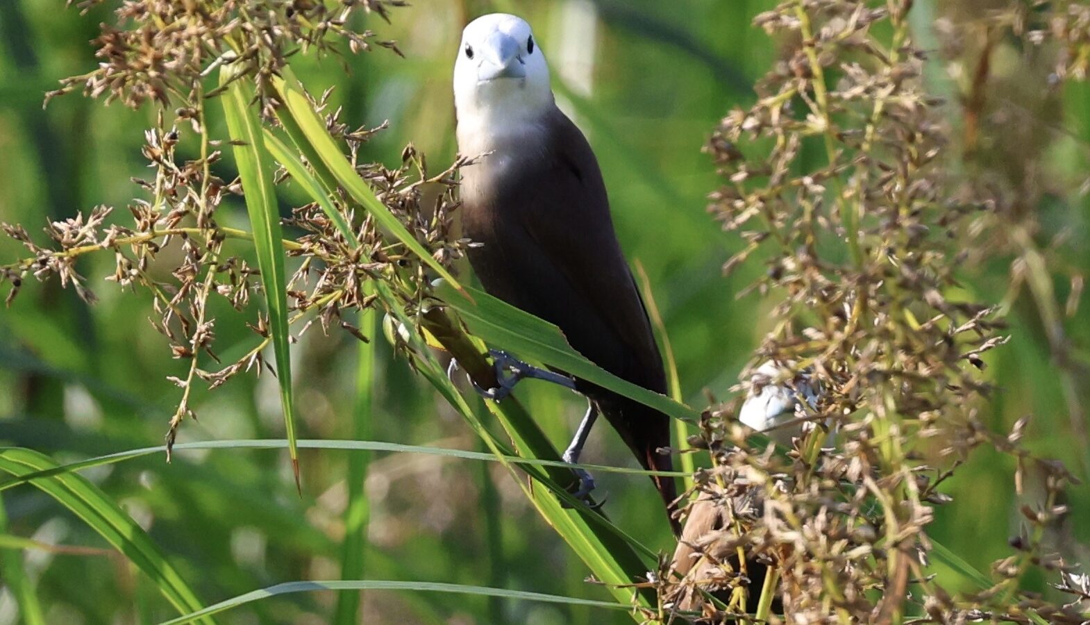 White-headed Munia