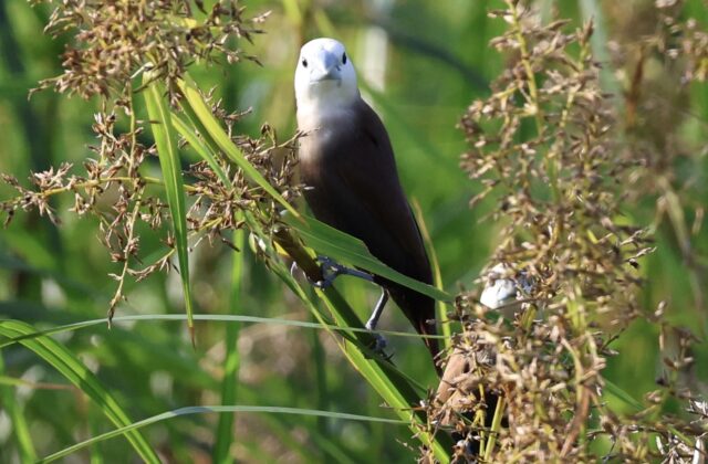 White-headed Munia