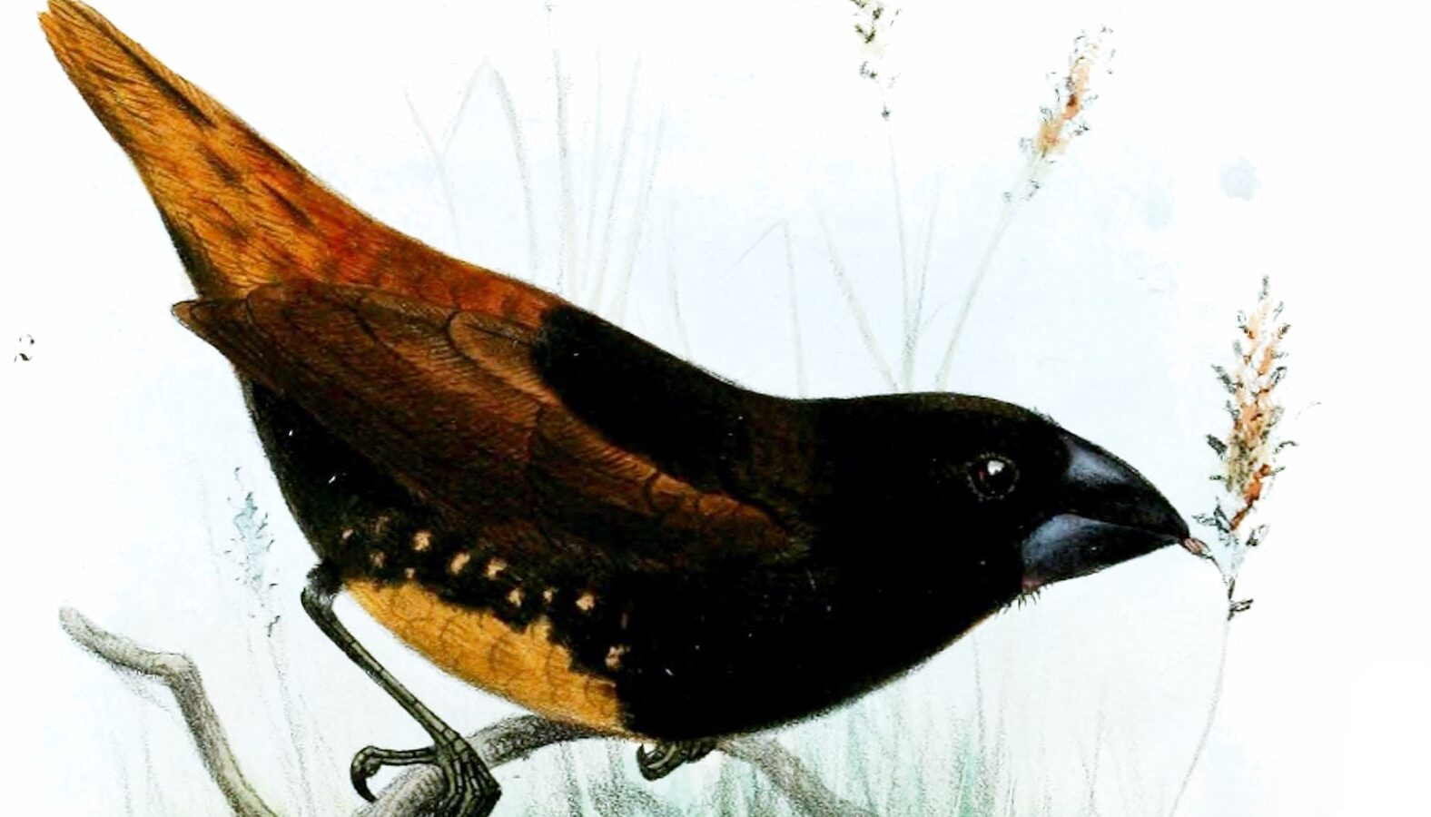 Buff-bellied Mannikin