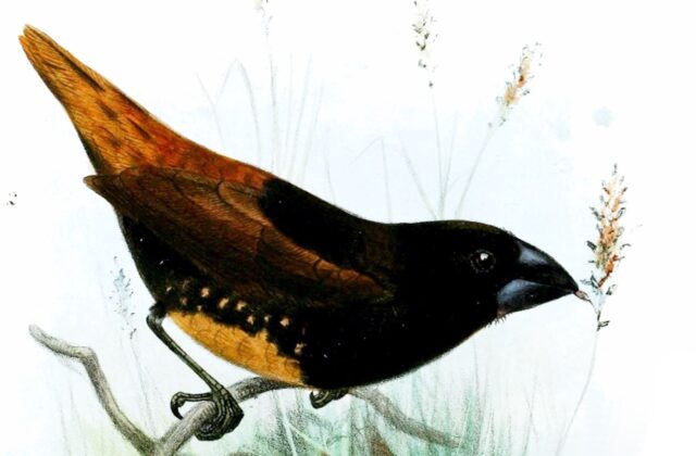 Buff-bellied Mannikin