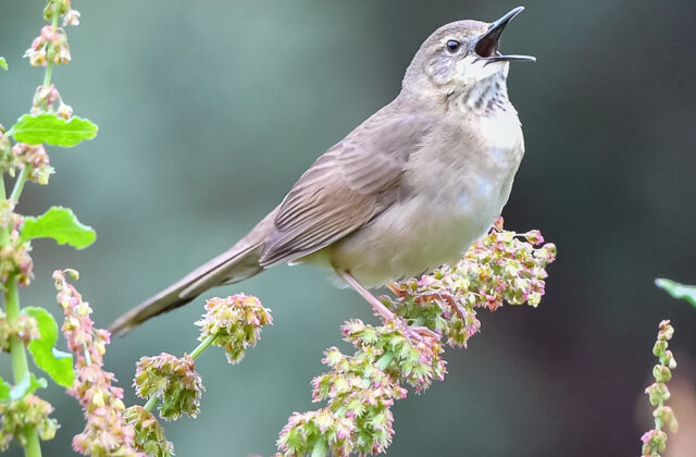 Long-billed Bush Warbler