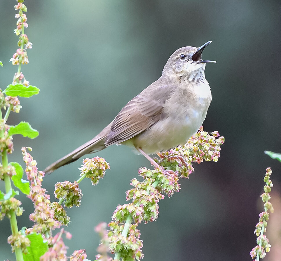 Long-billed Bush Warbler