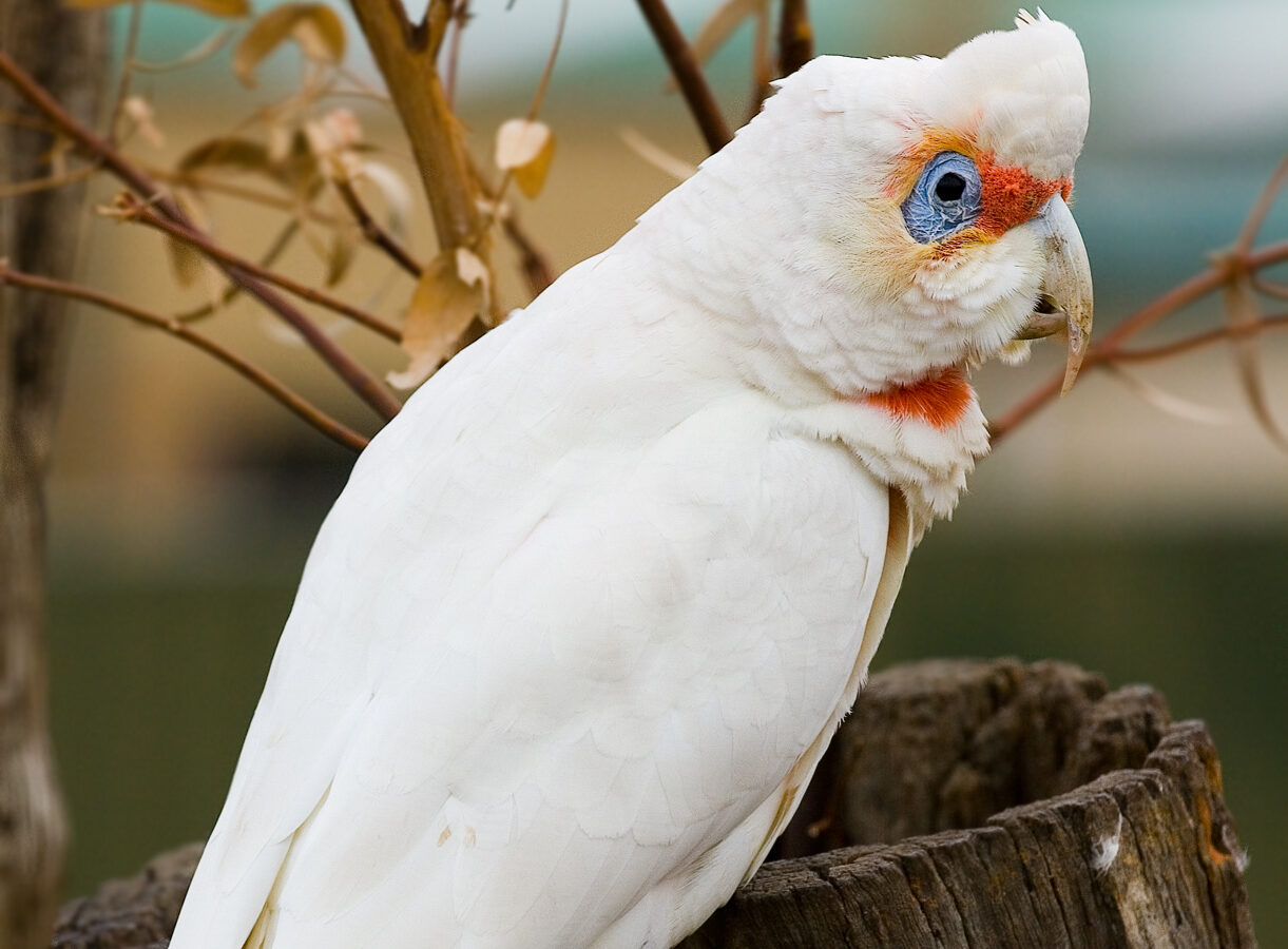 Long-billed Corella