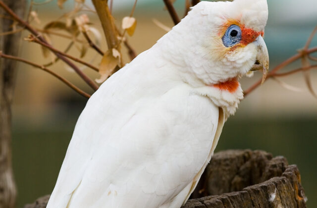 Long-billed Corella