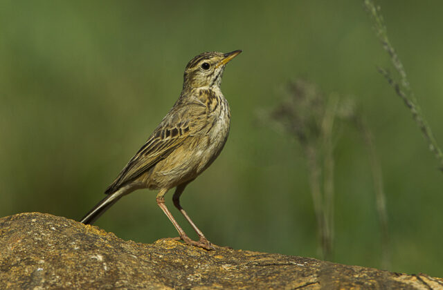 Nicholson’s Pipit