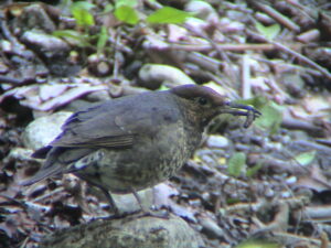 Long-billed Thrush