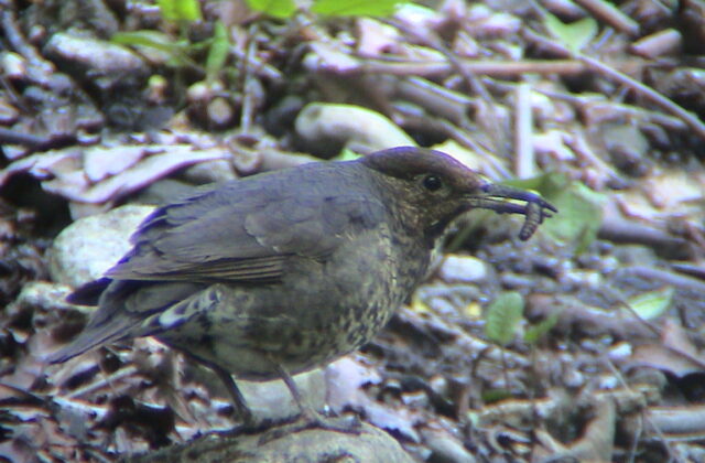 Long-billed Thrush
