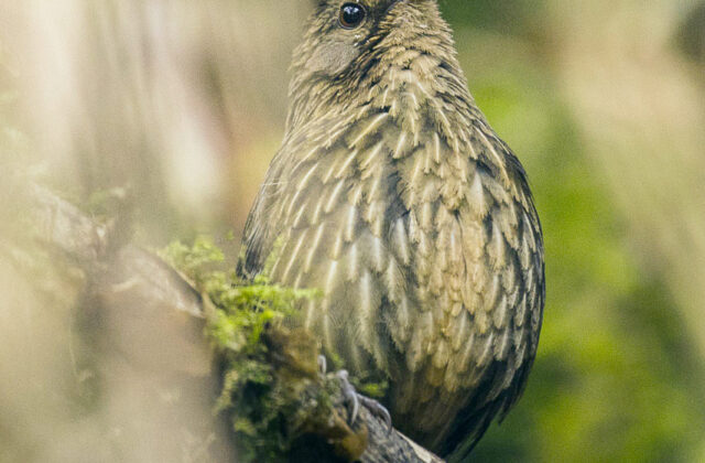 Long-billed Wren-Babbler