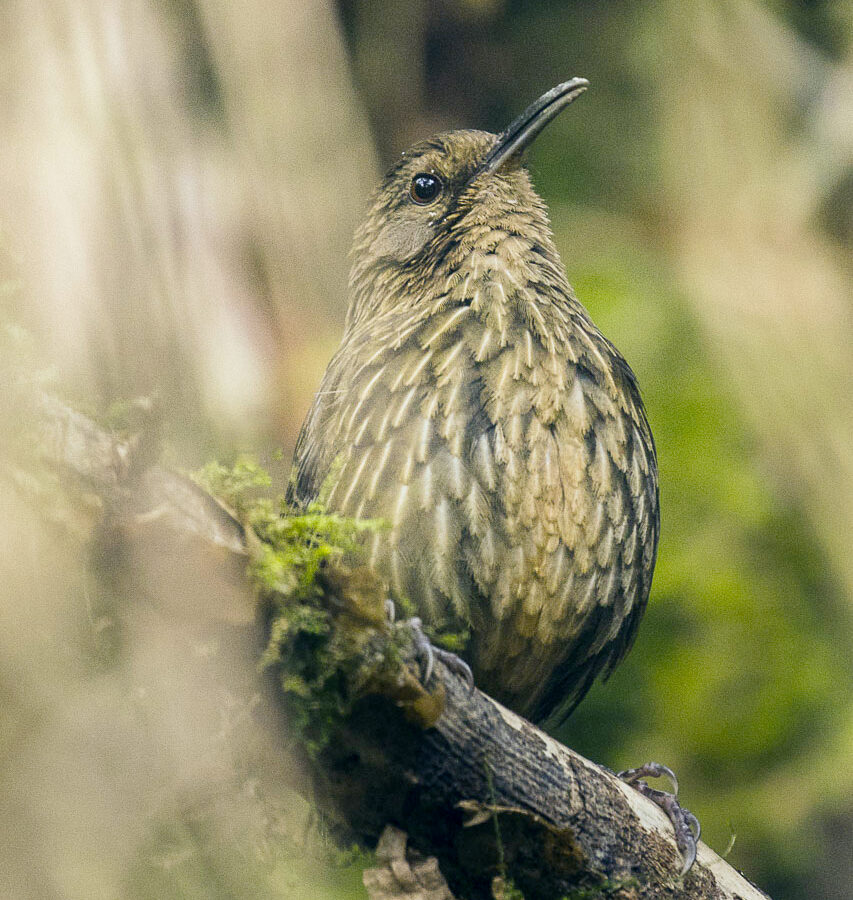 Long-billed Wren-Babbler