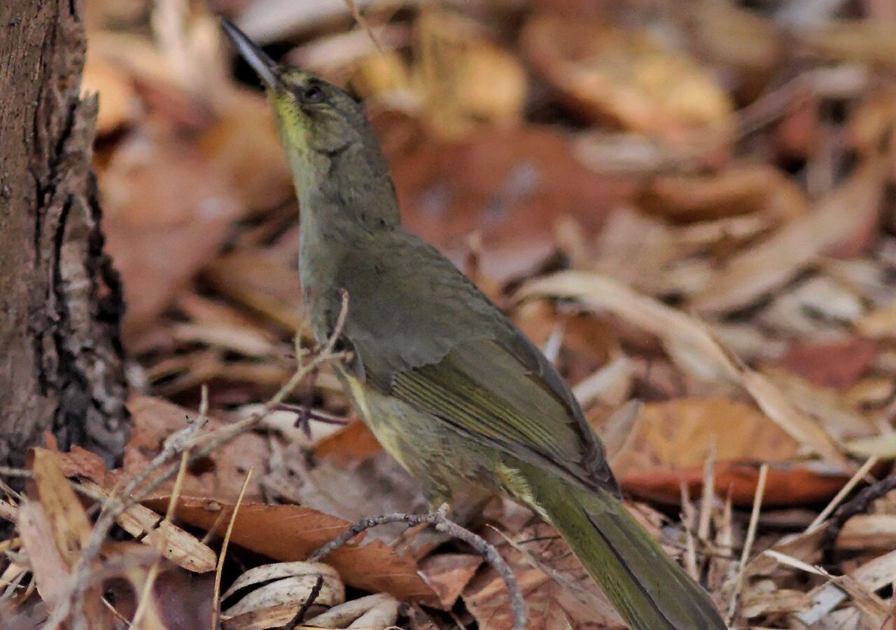 Long-billed Bernieria