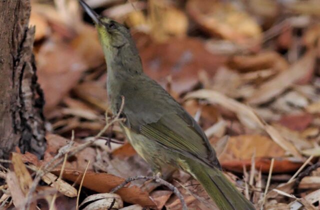 Long-billed Bernieria