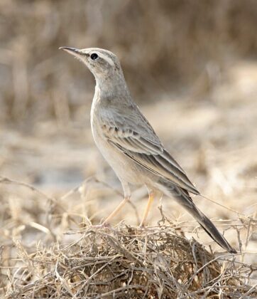 Long-billed Pipit